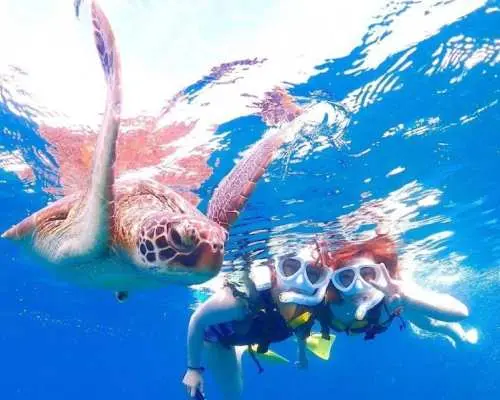 【石垣島】幻の島上陸＆ウミガメ＆サンゴWシュノーケリングB【のんびり1日コース】《GoProレンタル無料》