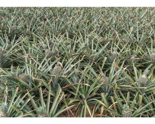 【沖繩，石垣島】菠蘿採摘體驗♬ 採摘並品嚐來自石垣島的世界頂級菠蘿☆（大約從四月到八月初）