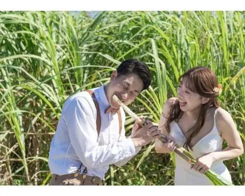 [오키나와, 이시가키 섬] 사탕수수 수확 체험♬ 오키나와의 명물인 사탕수수를 직접 수확하고 맛보세요☆