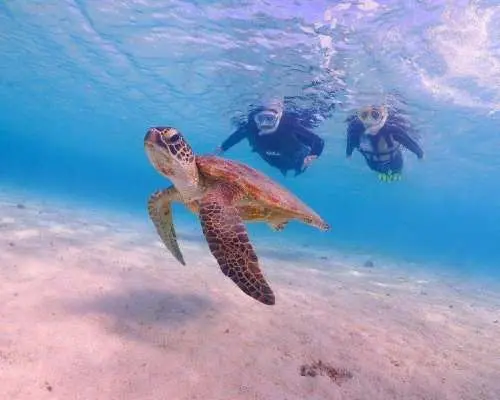 【宮古島・2時間】ウミガメ大接近シュノーケル｜シャワー・着替えスペースあり｜写真＆動画は即日プレゼント｜全額返金保証
