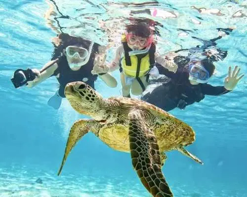[Miyako Island/Private Charter] Sea Turtle Snorkeling! 99% chance of encountering sea turtles! [Equipment rental & photos free!]