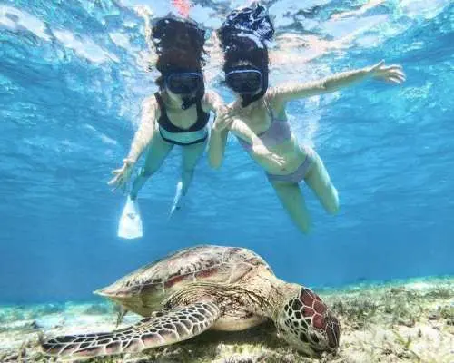 [Miyako Island/Private Charter] Sea Turtle Snorkeling! 99% chance of encountering sea turtles! [Equipment rental & photos free!]