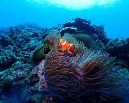 Solo travelers welcome! 3 boat dives for ¥20,900 per person! Limited-time free trial enriched air! Meet at the location only. Free photos and videos included!