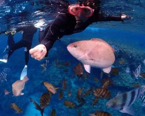 Hotel or airport transfer ♡ Same-day reservations OK ♡ [Campaign in progress ♡] Last-minute reservations OK ♫ [Snorkeling with sea turtles] You have a very high chance of playing with sea turtles