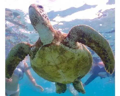 [Miyako Island/Same-day reservations OK] 《100% encounter rate continues》 Extremely popular sea turtle snorkeling ☆ Free data ☆ Free rental ☆ Meet Nemo ★ Groups and families welcome ★