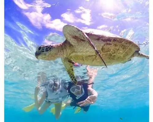 [Miyako Island/Same-day reservations OK] 《100% encounter rate continues》 Extremely popular sea turtle snorkeling ☆ Free data ☆ Free rental ☆ Meet Nemo ★ Groups and families welcome ★