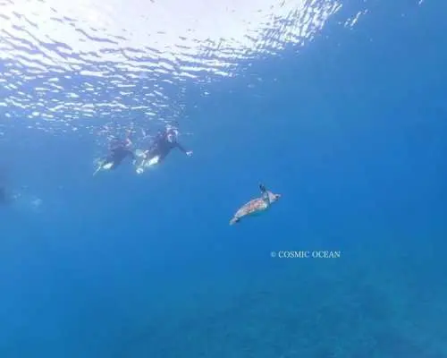 Departing from Sesoko Beach! [Beginners and experienced divers welcome] Experience your first skin diving by banana boat! Perfect for a trip to or from Churaumi Aquarium.