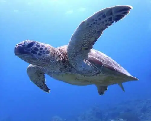 【石垣島川平】少人数制の半日2ダイブコース！カップル、初心者歓迎。PMのんびり観光したい方におススメ！