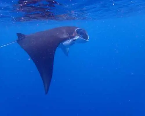 [Ishigaki Island - Winter Limited Plan] Surface Manta Ray Snorkeling Tour ☆ A full-day tour where you can swim with manta rays, beginners and solo travelers are welcome ☆ Includes drone photography ♪