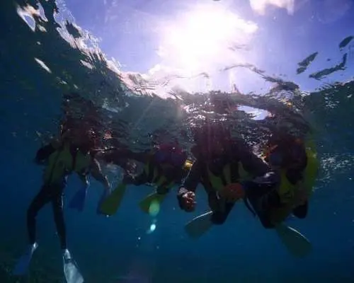 [Departing from Ishigaki City, Okinawa] Special snorkeling tour targeting turtles, manta rays, and exquisite coral reefs