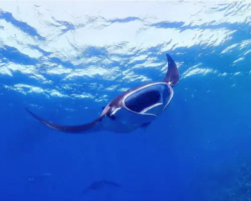 [Departing from Ishigaki City, Okinawa Prefecture] One-day snorkeling tour