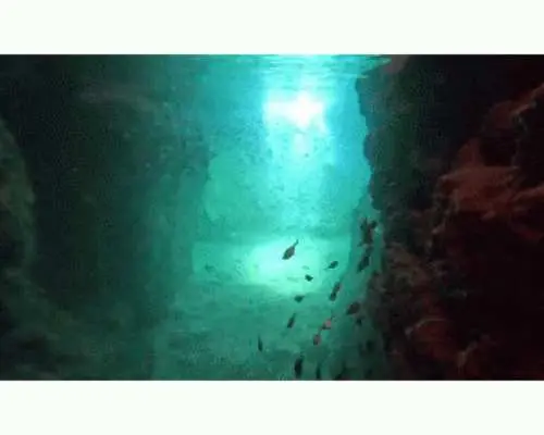 【沖縄・青の洞窟】沖縄で一番人気の”青の洞窟”へ！インストラクター貸切！完全サポート体験ダイビング