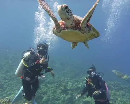 【沖縄・青の洞窟】沖縄で一番人気の”青の洞窟”へ！インストラクター貸切！完全サポート体験ダイビング