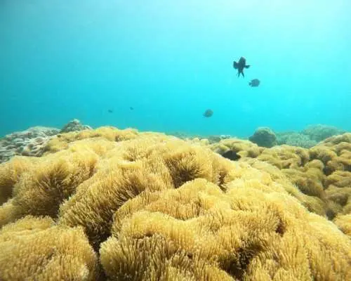 Chatan Town <<Introductory Boat Diving>> 1 Dive ✨ No stamina required ✨ You're sure to be amazed by the tropical fish and coral reefs ✨ Private dive for peace of mind, even for first-timers ✨ Free photos and videos