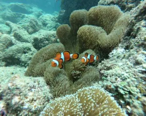 Chatan Town <<Introductory Boat Diving>> 1 Dive ✨ No stamina required ✨ You're sure to be amazed by the tropical fish and coral reefs ✨ Private dive for peace of mind, even for first-timers ✨ Free photos and videos