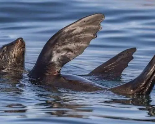 ケープタウン海洋野生生物ボートクルーズ