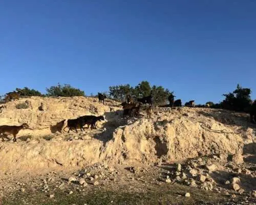Essaouira Atlas Mountains 4x4 tour with local lunch