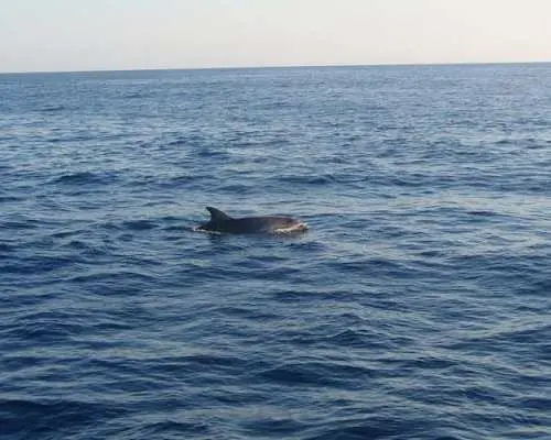 Dolphin watching cruise with transfer by Mayurca Yachting