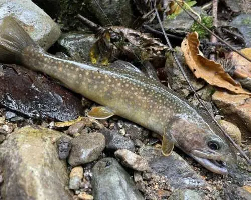 [Akita, Kakunodate - Fishing Experience] No equipment needed! Stream fishing in the main stream and tributaries of the Hinokinai River (4 hours)