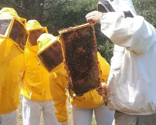Beekeeping experience and honey-tasting in Menorca