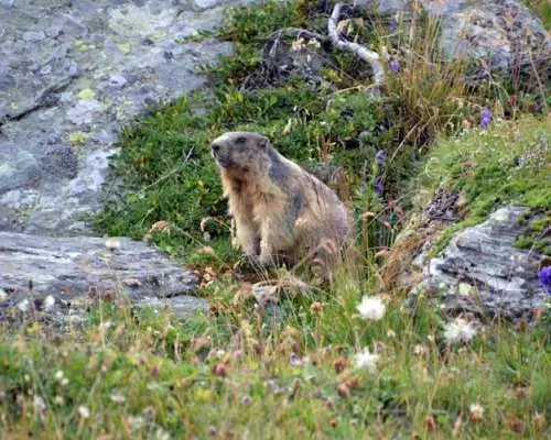 Grossglockner Scenic Tour