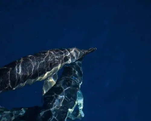 Boat tour dolphin quest in Vilamoura