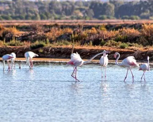Ria Formosa cycling tour from Faro