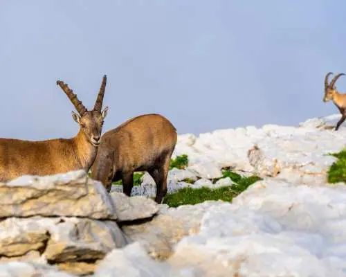 "Wildlife and Nature Observation Chäserrugg" Guided Hike in Toggenburg