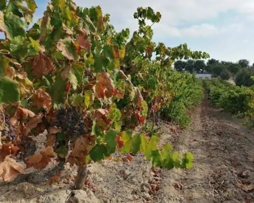 Half day trip to a winery from Seville