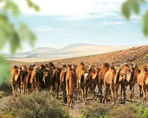 Oasis Wildlife Fuerteventura camel experience