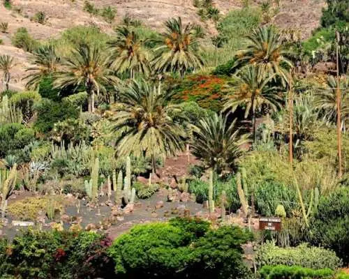 Oasis Wildlife Fuerteventura camel experience