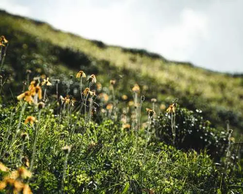 Hike and stone deer observation in Engadin