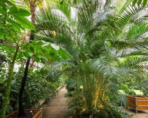 Hanover's Berggarten Tour with a German-Speaking Guide