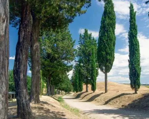 Medieval villages and cooking class day trip from Florence