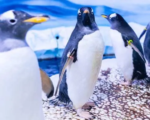 Sea Life London Aquarium tickets