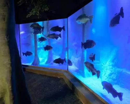 Sea Life London Aquarium tickets
