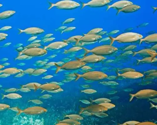 Individual snorkeling excursion by speedboat in Mallorca