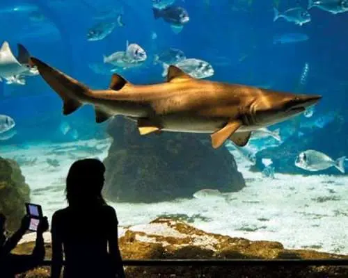 Barcelona Aquarium skip-the-line tickets