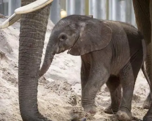 博瓦爾動物園門票