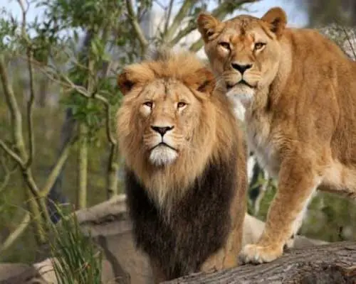 アルティス王立動物園とミクロピアの入場券