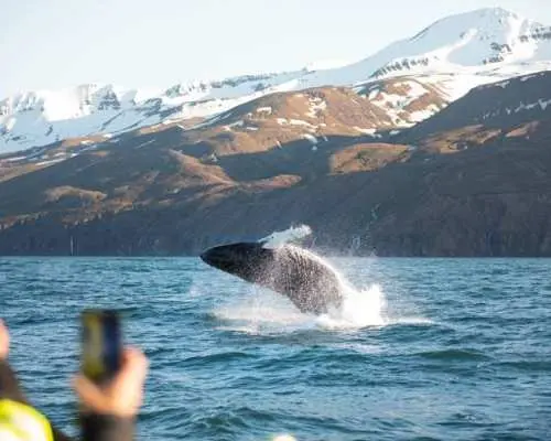 Puffin tour Iceland: Húsavík whale watching and puffins