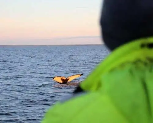 Midnight sun and whale watching boat tour