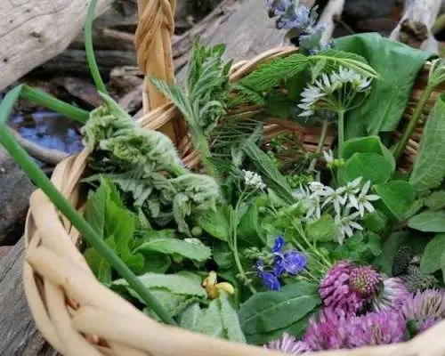 バート・クロイツナハでの野生植物採集ガイド付きウォーキングツアー