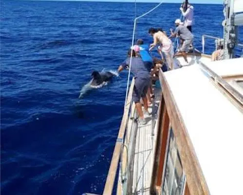 Dolphins and Whales Cruise Trip from Funchal