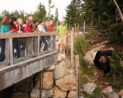 Grouse Mountain and Capilano Suspension Bridge Park tour