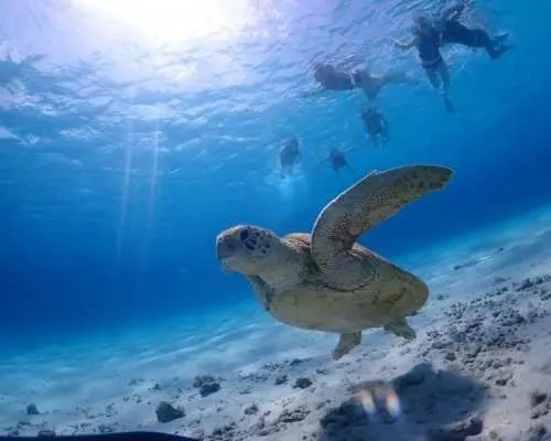 [Zamami Island/Kerama Islands] Beginner-friendly/Beach entry/Snorkeling tour