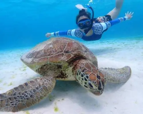 [Zamami Island/Kerama Islands] Beginner-friendly/Beach entry/Snorkeling tour