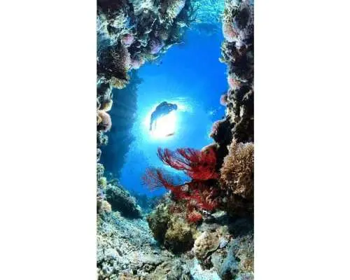 【座間味島・慶良間諸島】世界が恋する海でボートシュノーケル(2ポイント)