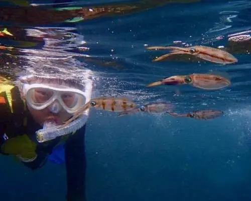 【佐渡・虫崎・シュノーケリングツアー・水中生物観察】手ぶら参加OK！午前・午後開催