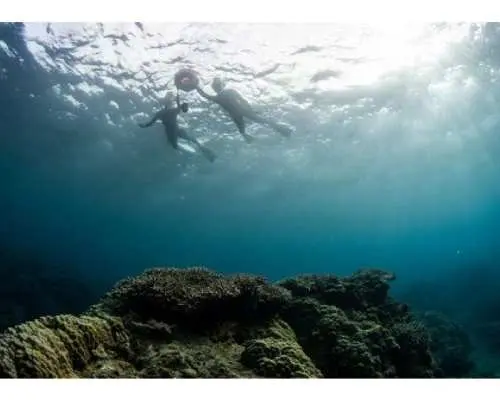 【鹿児島・奄美大島】サンゴやカラフルな魚を見られるシュノーケリング体験